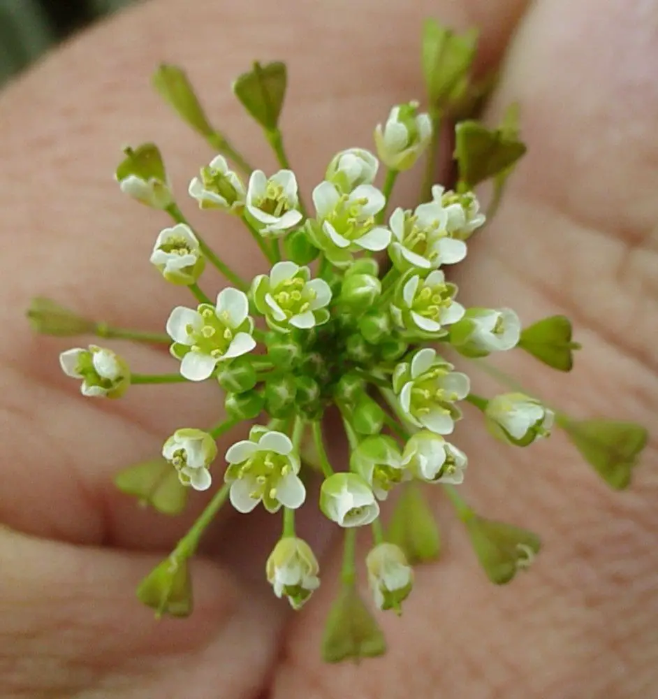 Flori mici albe de la planta medicinala traista ciobanului