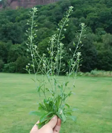 traista ciobanului planta medicinala