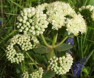 Iarba de urechi sedum maximum