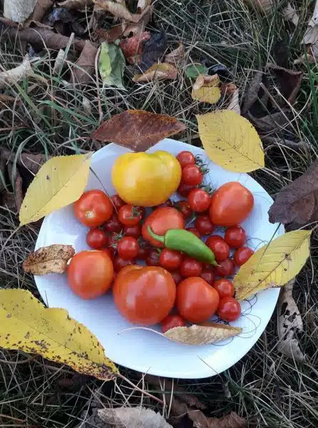 Mananca rosii de gradina beneficii si proprietati