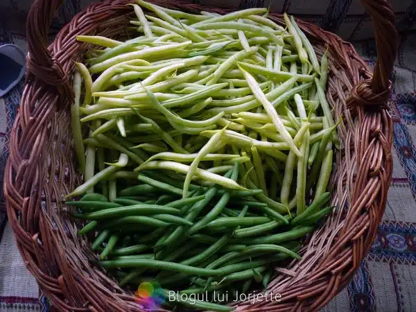 Pastai galbene si verzi proaspete - fasolea verde de gradina