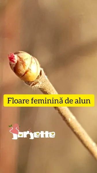 Floare de alun feminina