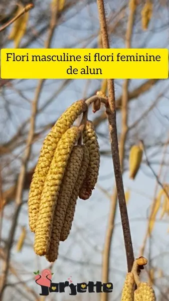 Flori de alun de padure - flori masculine si flori feminine de alun