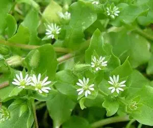 Racovina sau stellaria media frunzele sunt comestibile