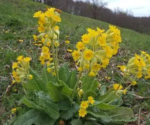 Frunze de plante salbatice comestibile ciubotica cucului