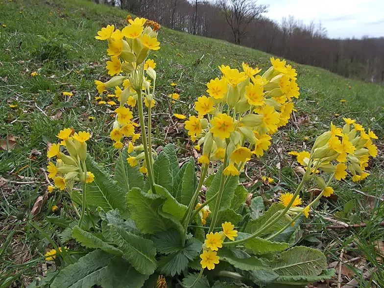 Frunze de plante salbatice comestibile ciubotica cucului