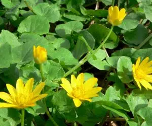 Plante comestibile grausor ranunculus ficaria