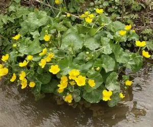 Plante salbatice comestibile calcea calului