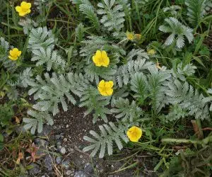 Plante salbatice comestibile coada racului