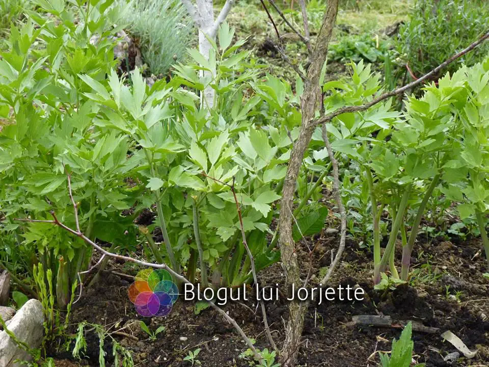 Leusteanul planta medicinala aromata - frunze de leustean