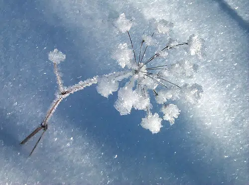 Paradisul evei flori de gheata