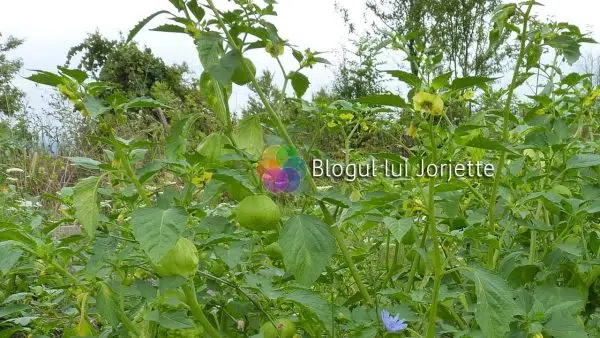 Planta de tomatillo verde cu fruct si floare