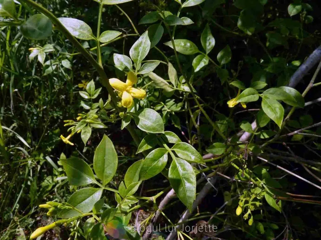 Jasminum humile