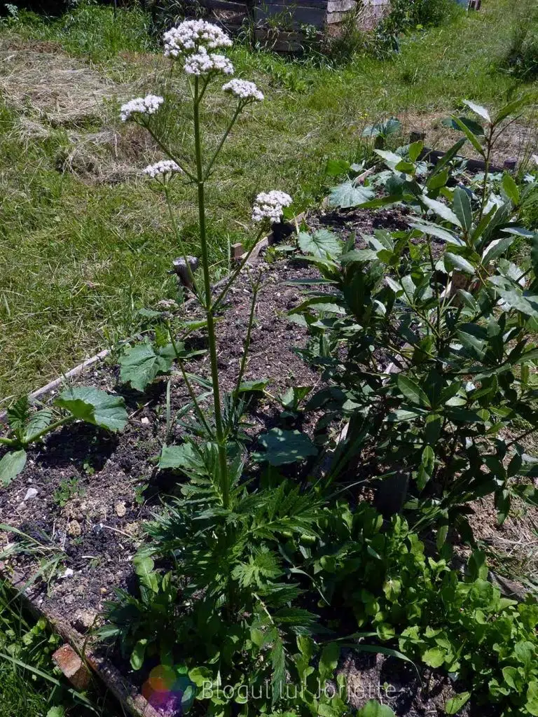 Odolean sau valeriana officinalis