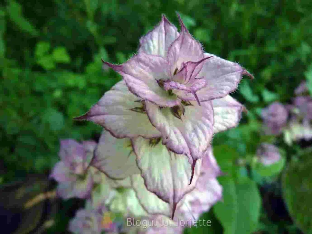 Salvia scalrea floare