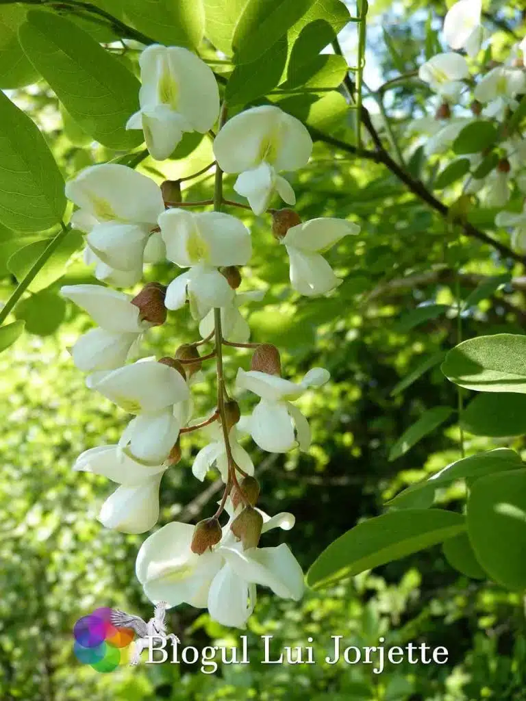 Floare de salcam