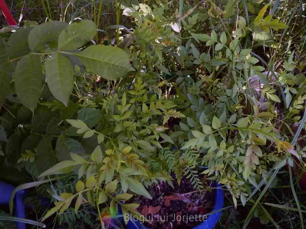 Iasomie jasminum officinalis