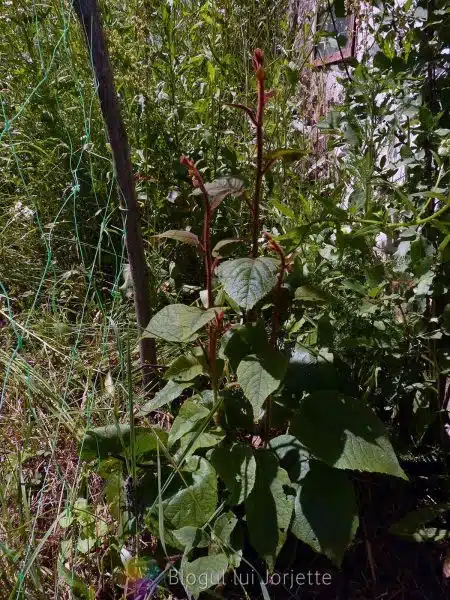 Planta de kiwi jenny, soi autofertil