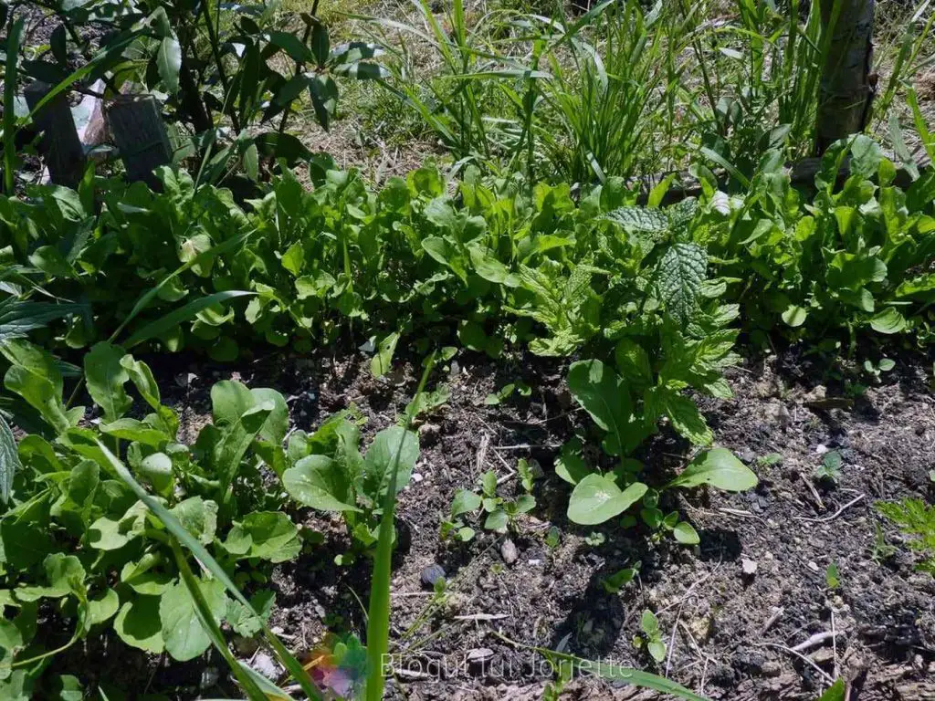Rucola plantata in gradina - Frunze comestibile