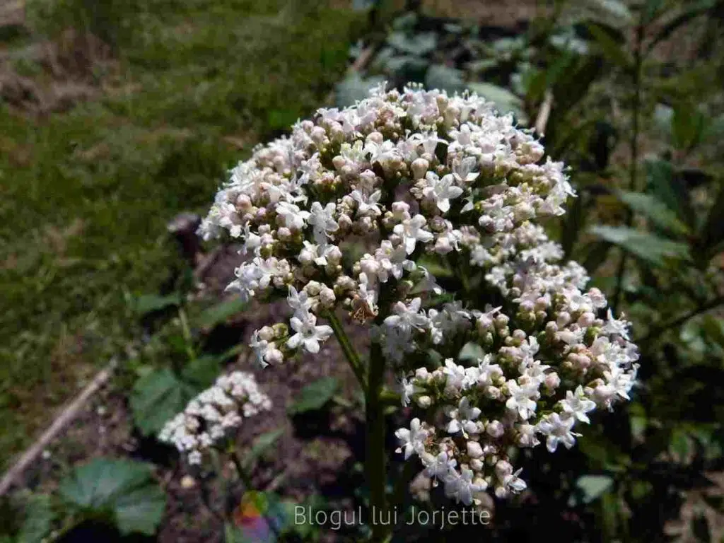 Valeriana