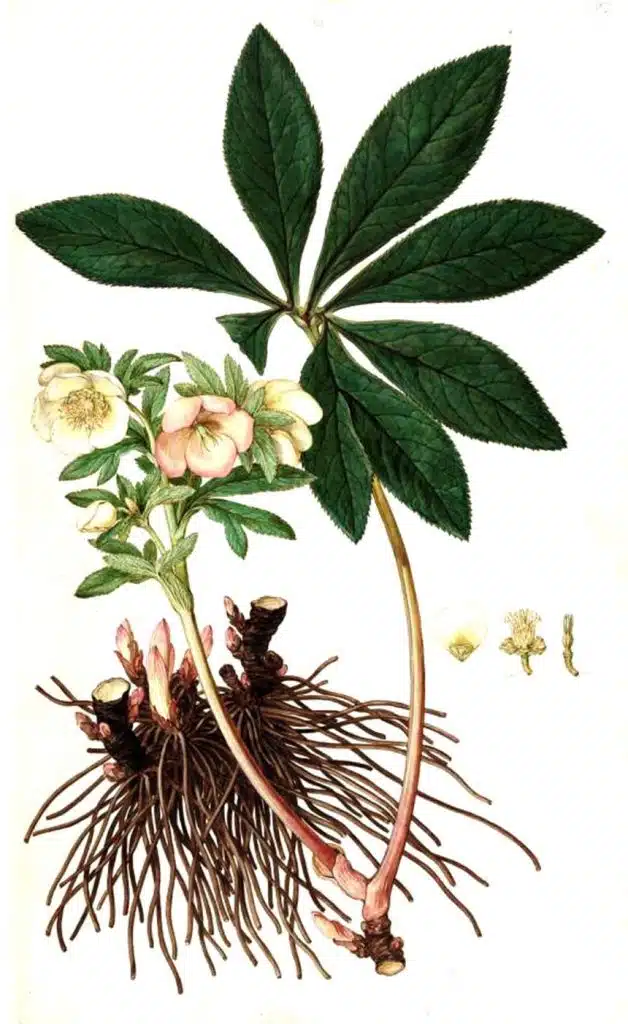 Helleborus purpurascens officinalis