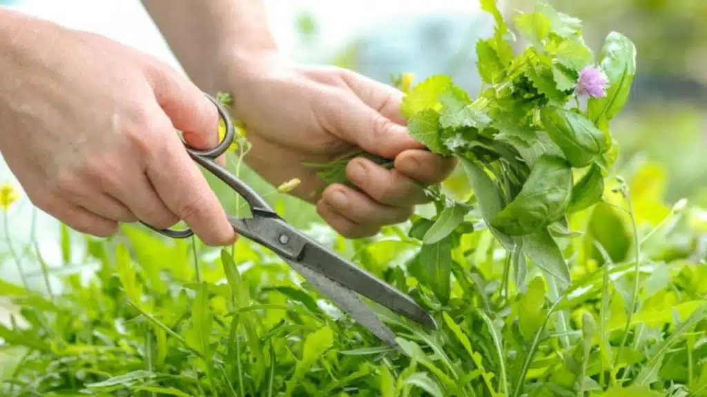 Culesul plantelor medicinale