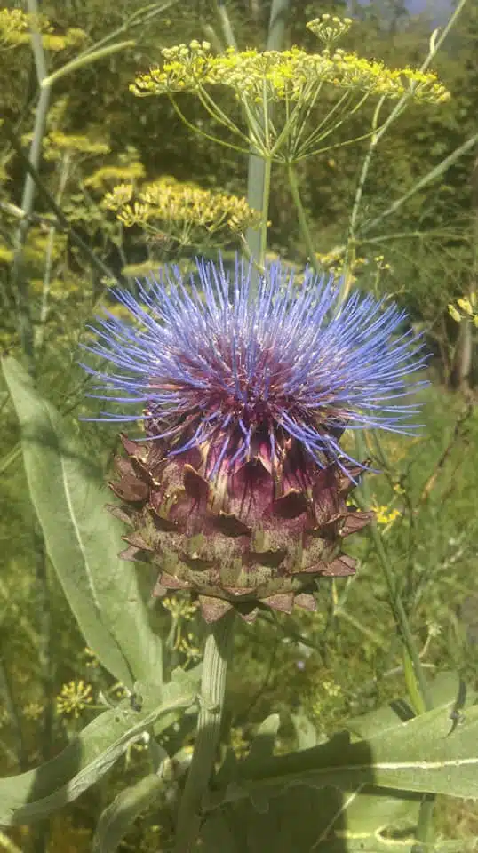 Floare de anghinare anghinarea