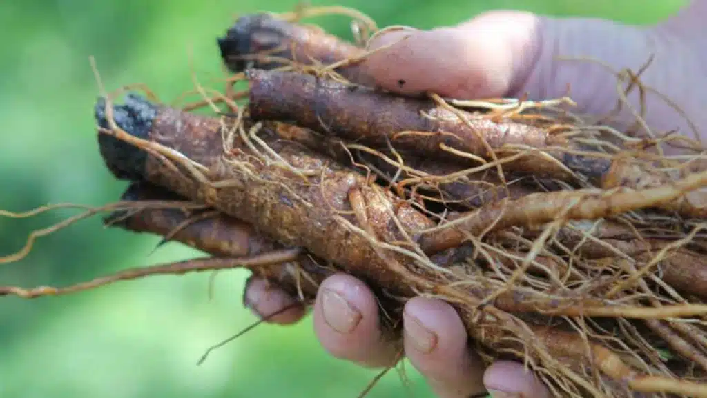 Recoltare radacini de plante medicinale