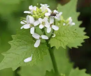 Usturoita alliaria petiolata