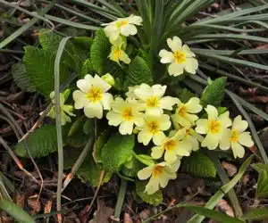 Griciorei sau primula vulgaris plante salbatice comestibile