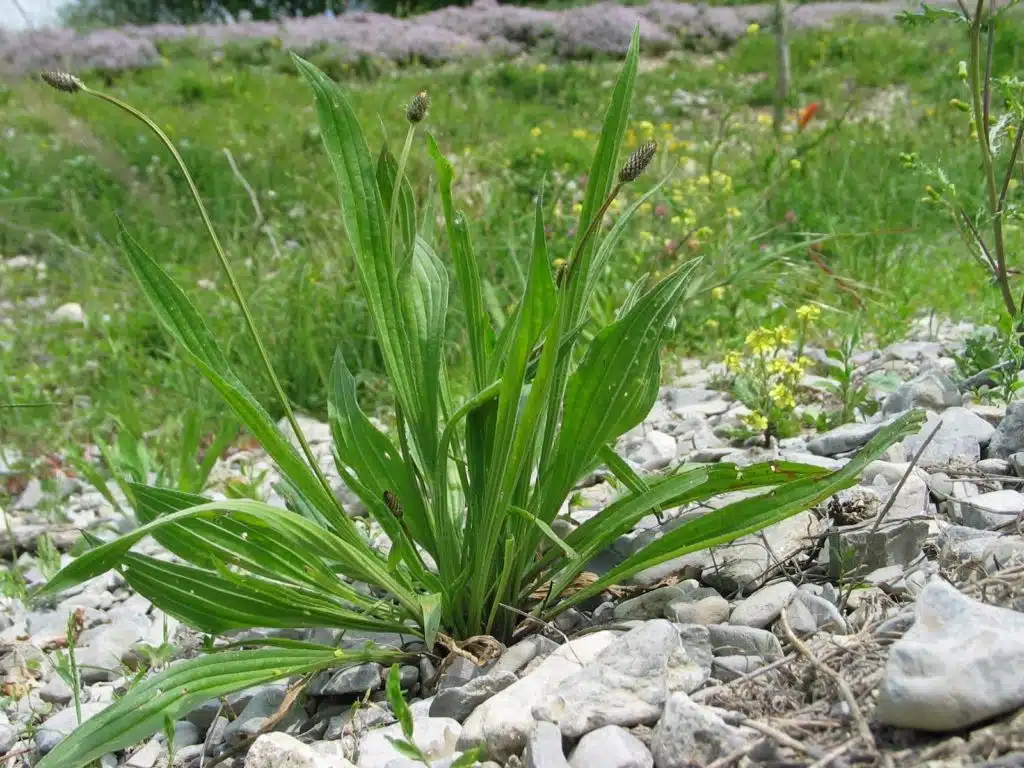 Patlagina ingusta pentru ceai si sirop