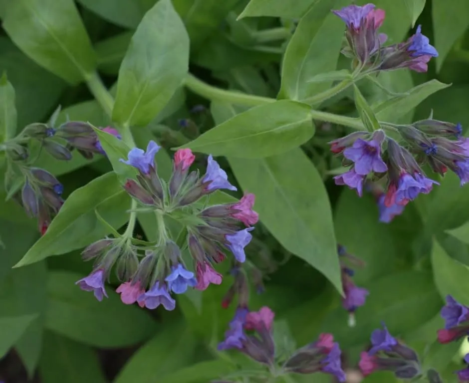 Pulmonaria mollis sau mierea ursului