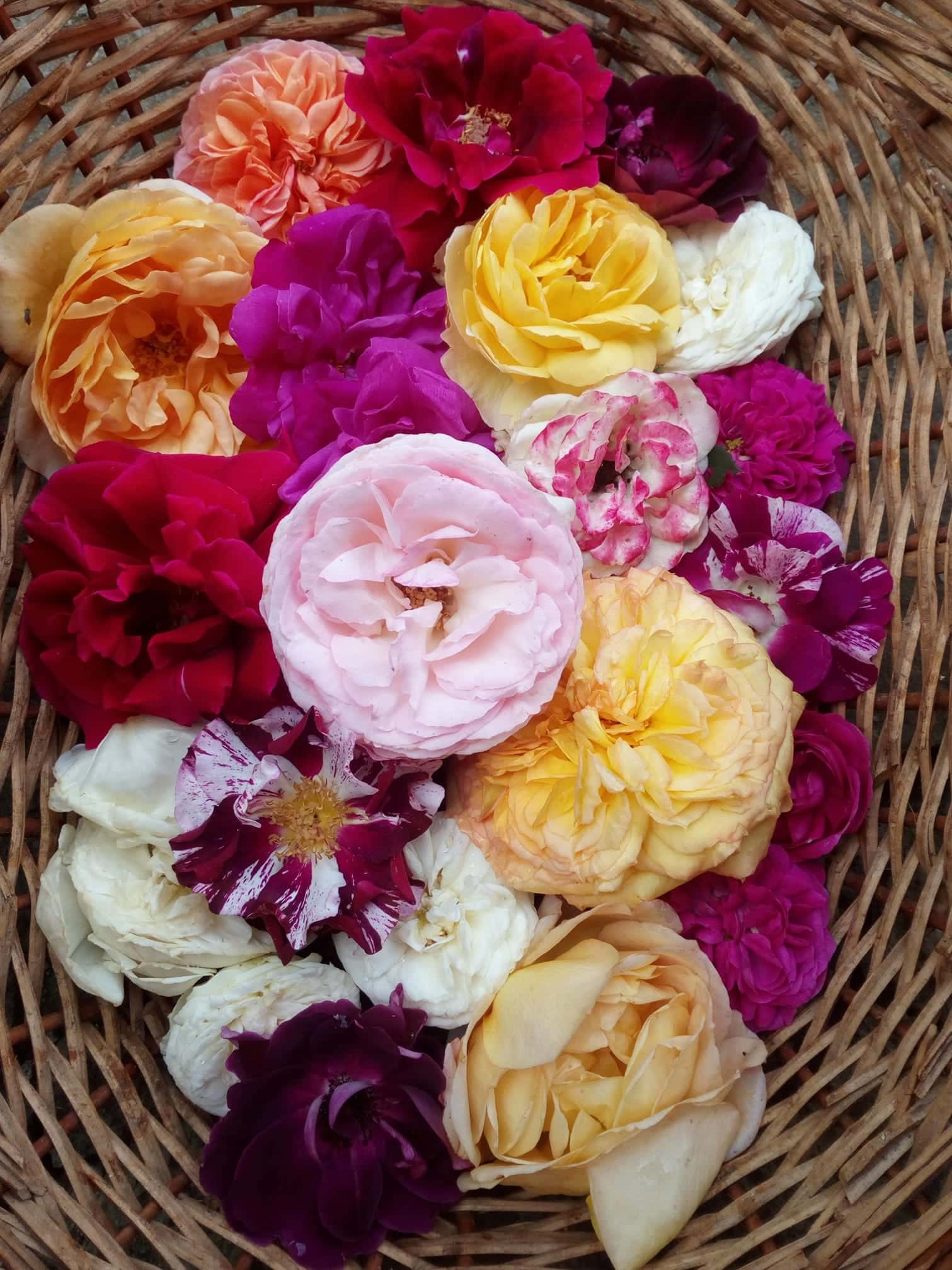 Ce sa faci cu petale de trandafiri – retete, proprietati si beneficii