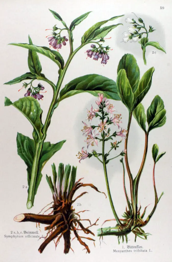 Planta tataneasa symphytum officinale descriere