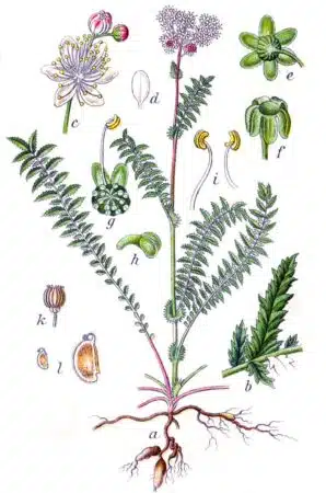 Aglica sau filipendula vulgaris