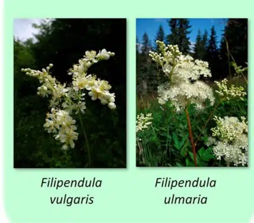 Diferenta dintre cretusca si aglica filipendula ulmaria si filipendula vulgaris