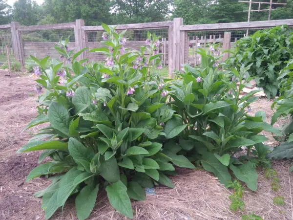 Planta tataneasa cultivata in gradina organica