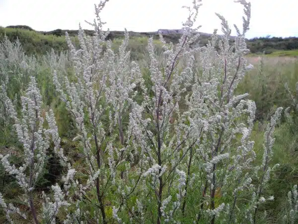 Pelinul negru planta medicinala