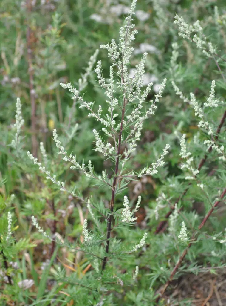 Pelinul negru planta medicinala aromatica