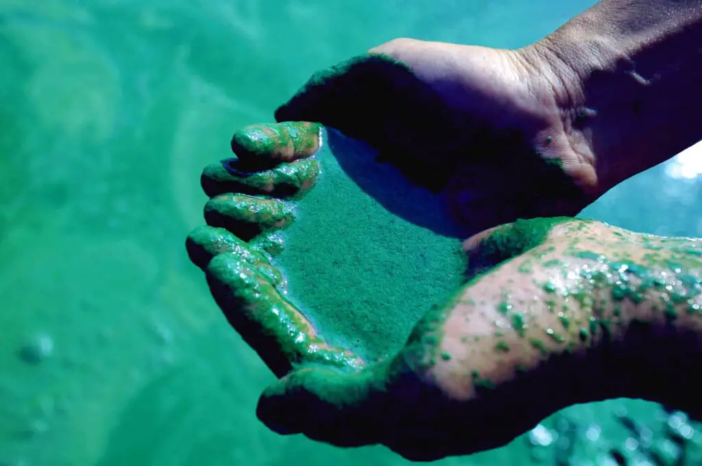 Biomasa vegetala marina micro alge de spirulina