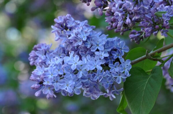 Flori de liliac albastre violet indigo