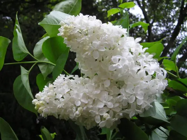 Flori de liliac albe