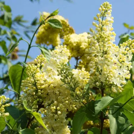 Flori de liliac galben