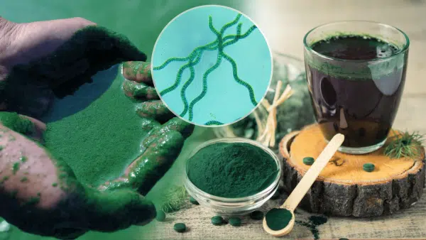 Spirulina Platensis