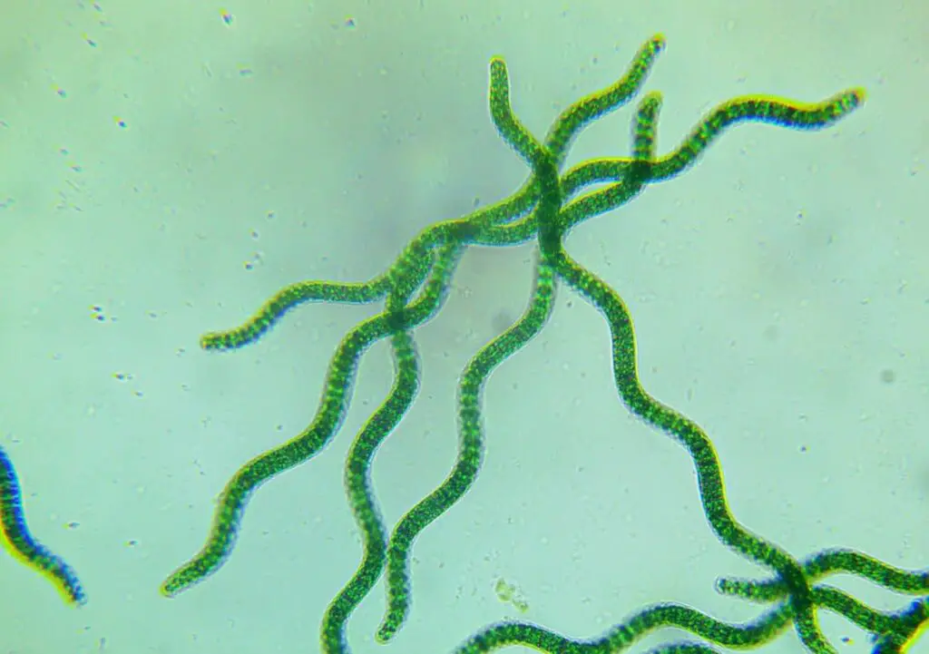 Spirulina platensis la microscop