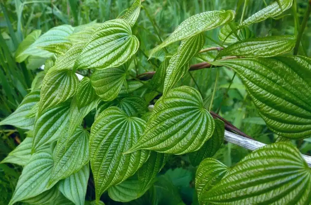 Ignama salbatica planta medicinala pentru dureri menstruale