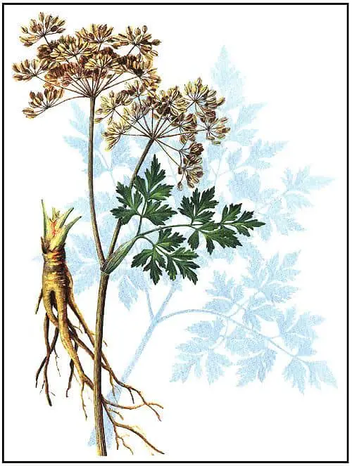 Angelica sinensis planta medicinala pentru menopauza