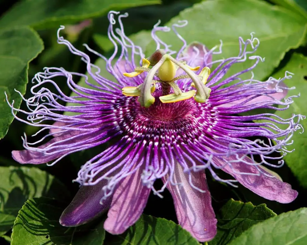 Floarea pasiunii plante medicinale pentru menopauza
