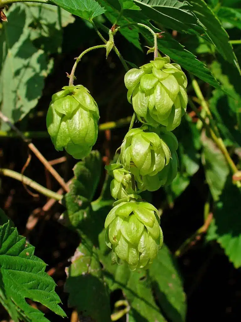 Hameiul plante medicinale pentru menopauza