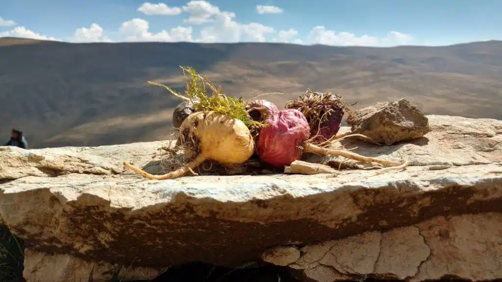 Radacina de maca pudra pentru simptomele menopauzei